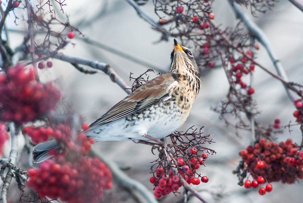 Photograph by Игорь Мальцев