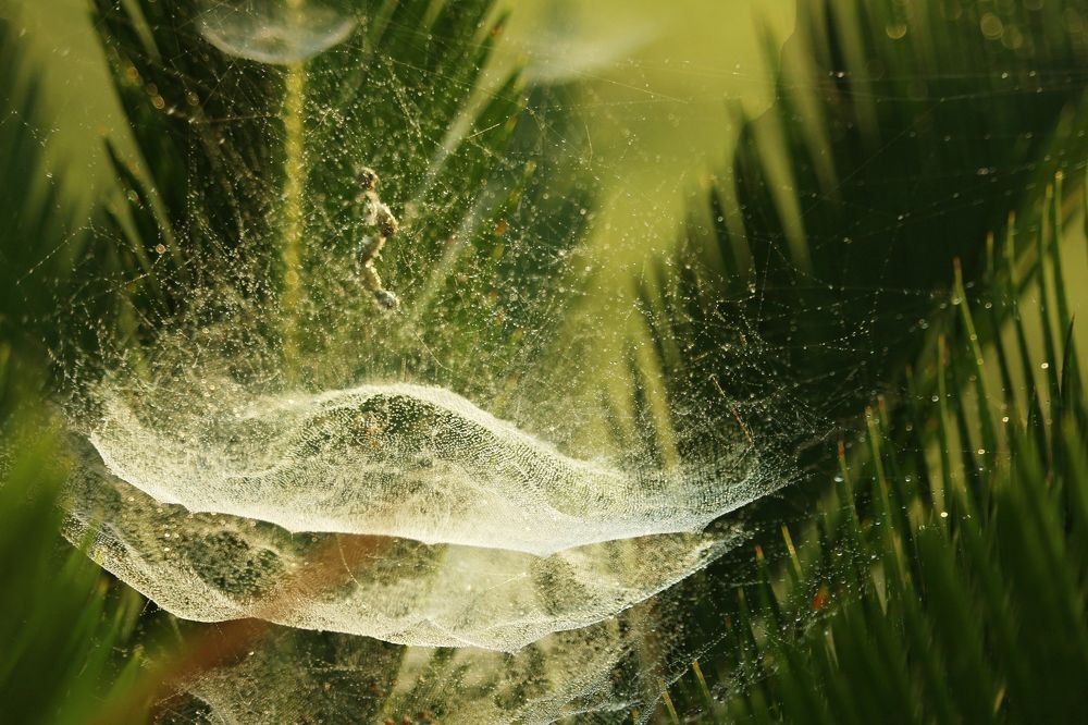 Dew Drops in Spider Web