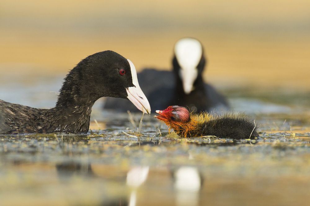 Fulica atra