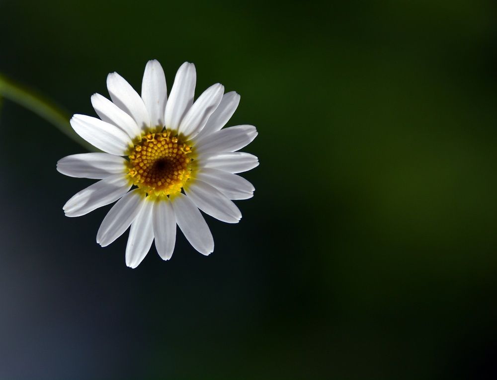 Photograph by Bocse Angela - Codrina