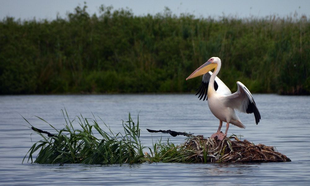 Photograph by Bocse Angela - Codrina