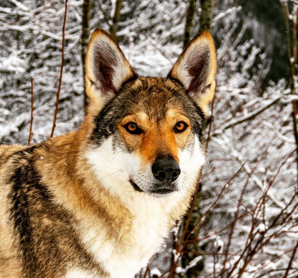 Wolf in the mountains