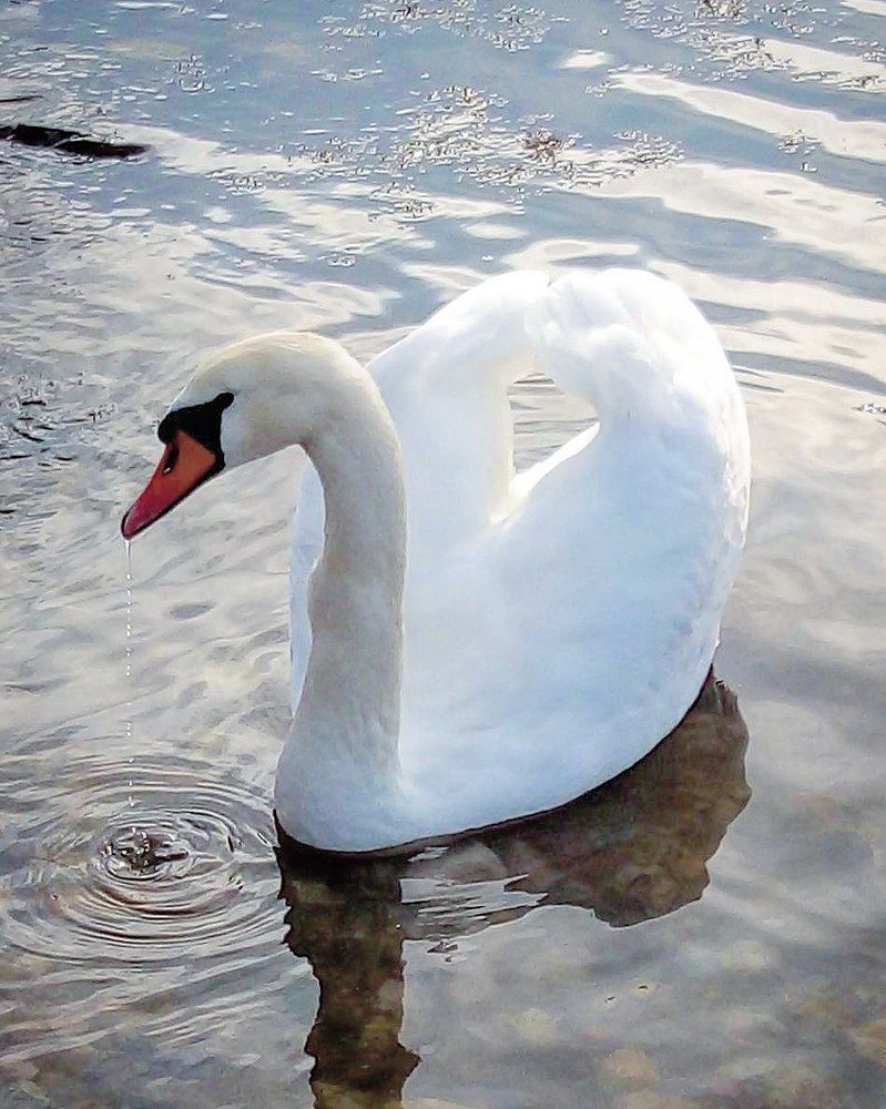 Photograph by Фаина Богун