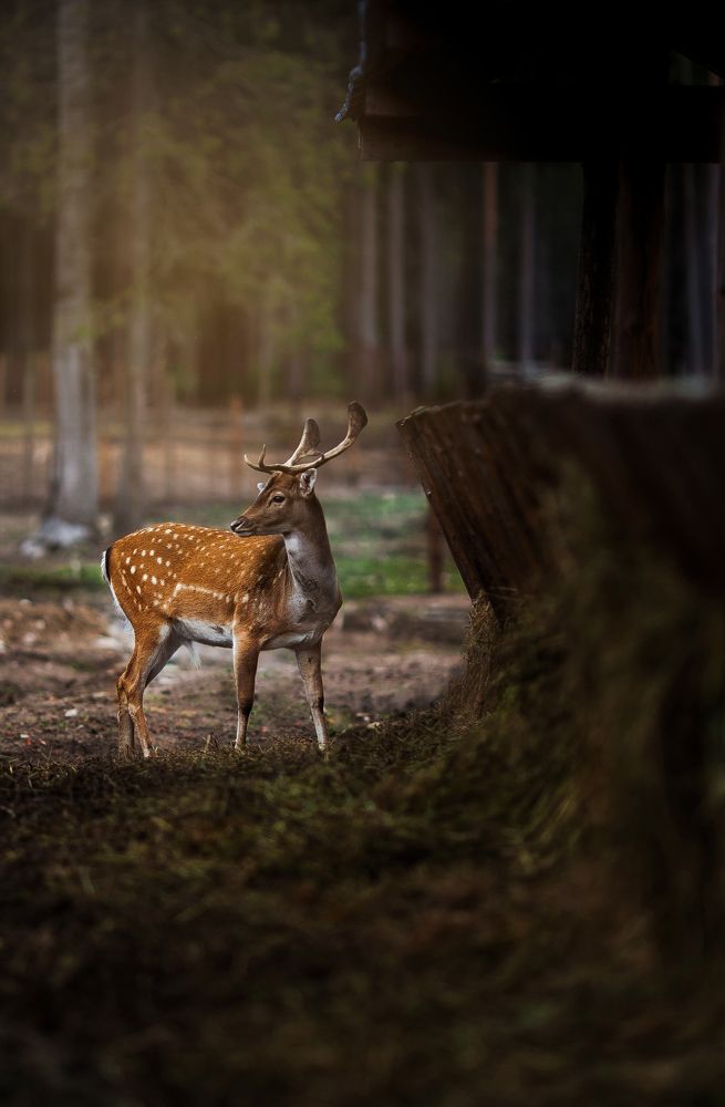 Photograph by Таня Барбарис