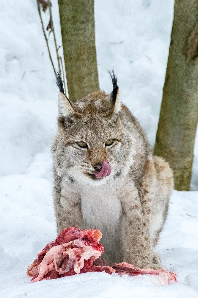 Вкусный обед!
