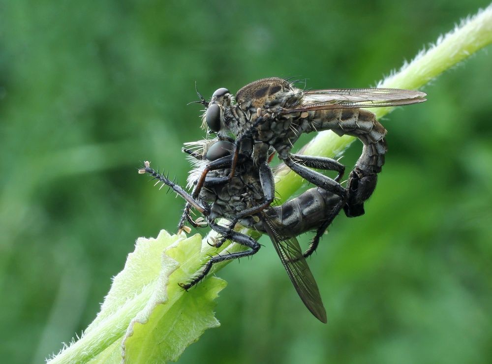 RobberFly Land