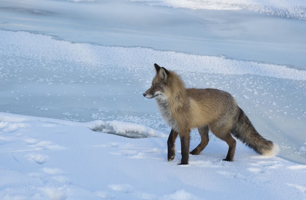Рыжая плутовка.