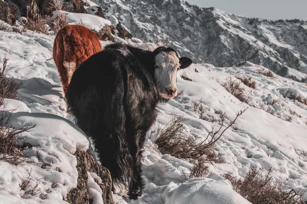 Photograph by Полина