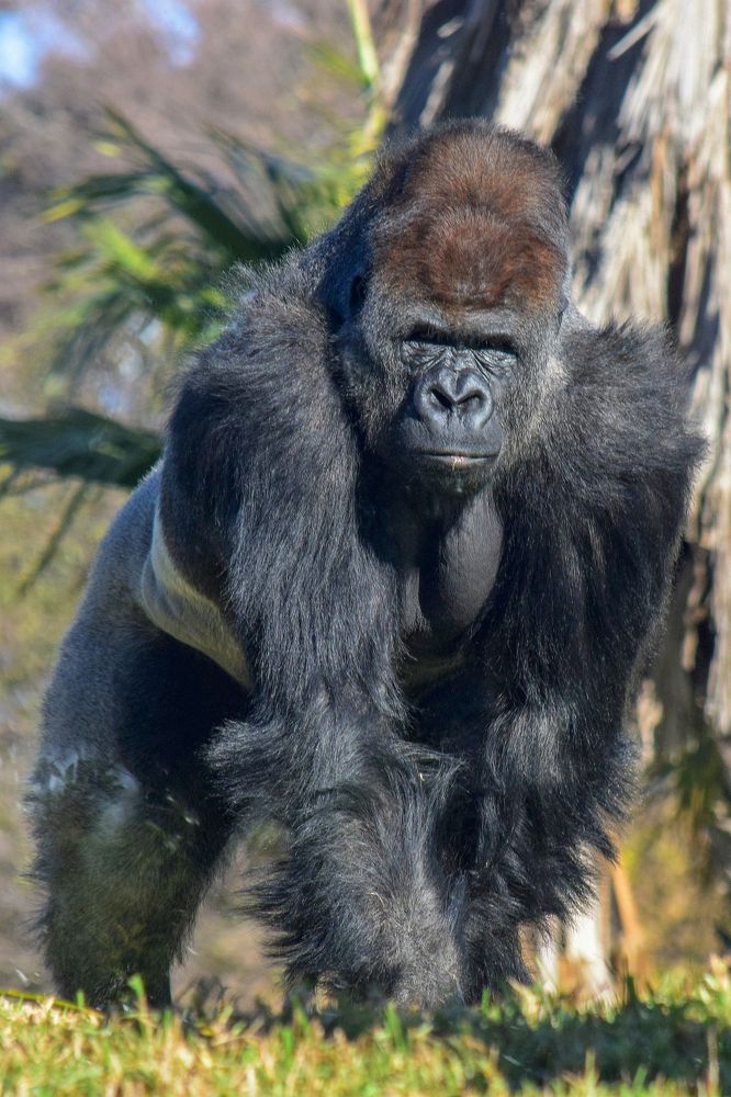 Gorilla
