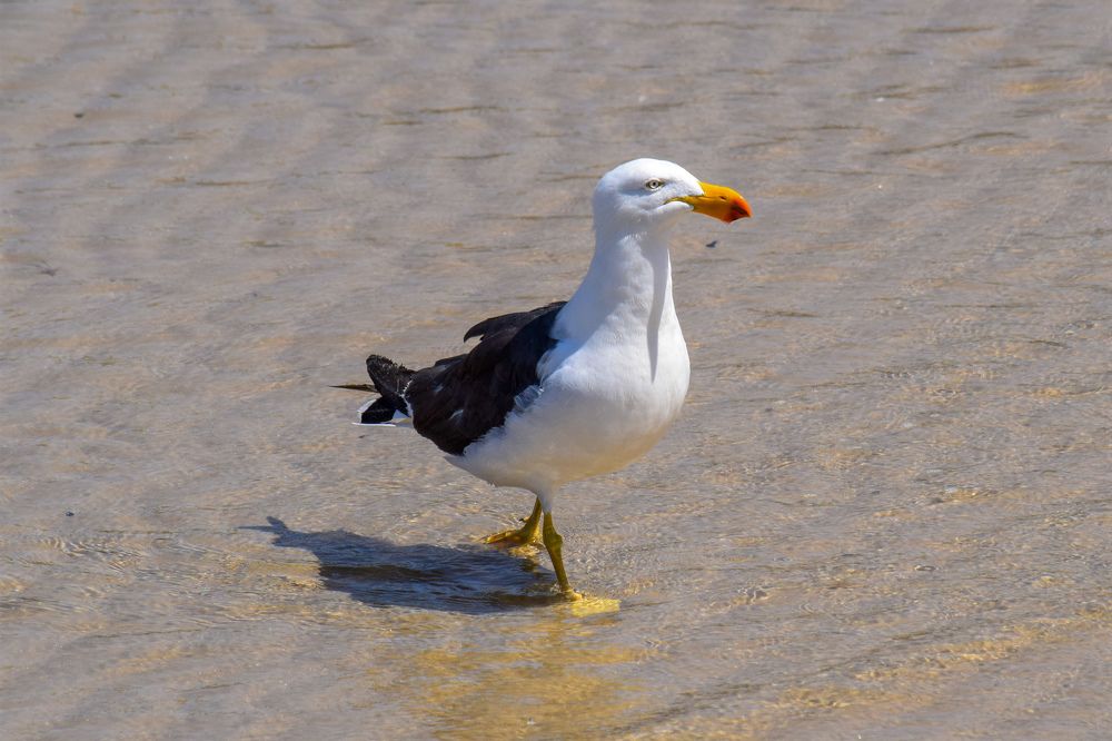 Pacific Gull