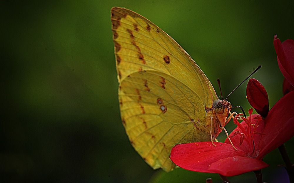 Yellow Butterfly