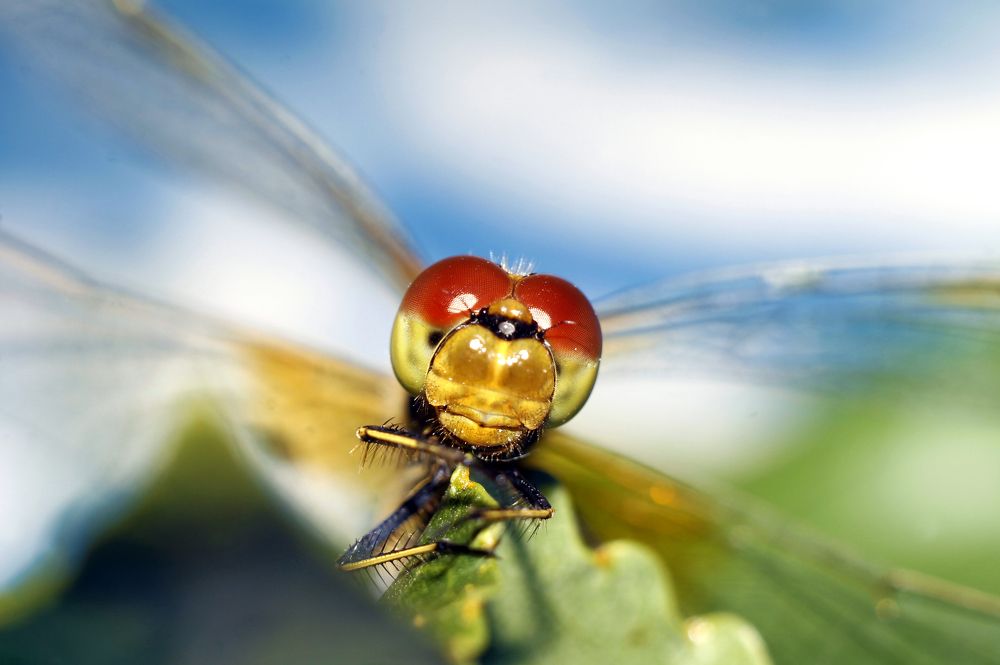 Photograph by Алексей Мехедов