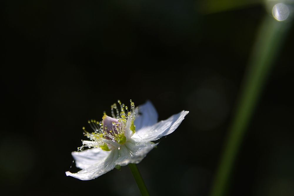 Белозор болотный