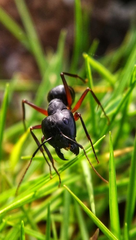 Ant