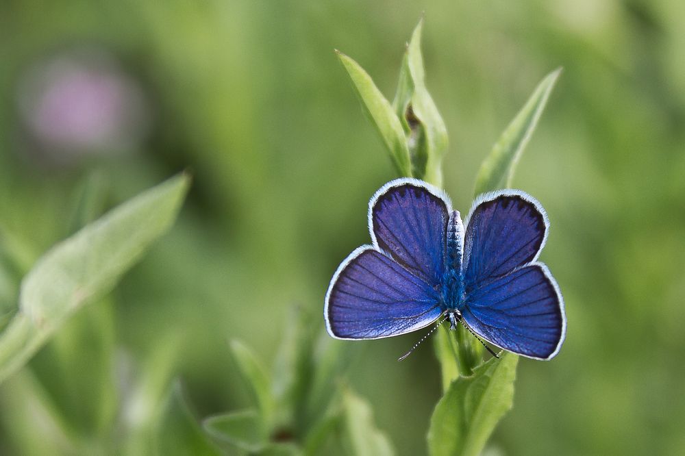 Blue butterfly
