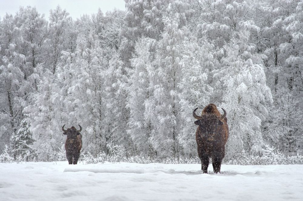 Зубры в метель