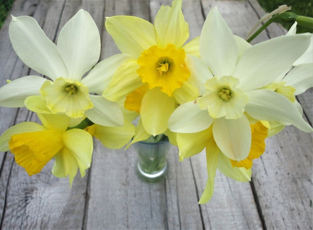 Harbingers of spring