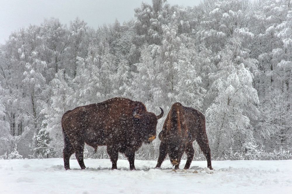Зубры зимой