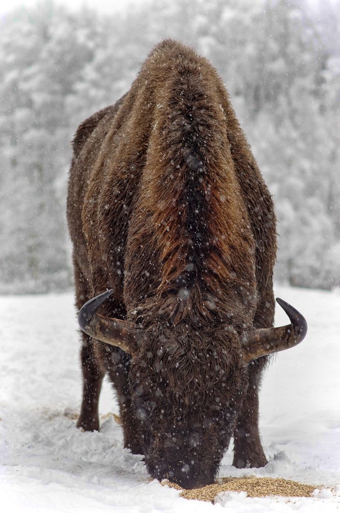 Помощь диким зубрам