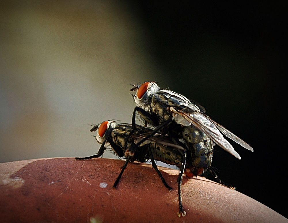 Photograph by Bocse Angela - Codrina