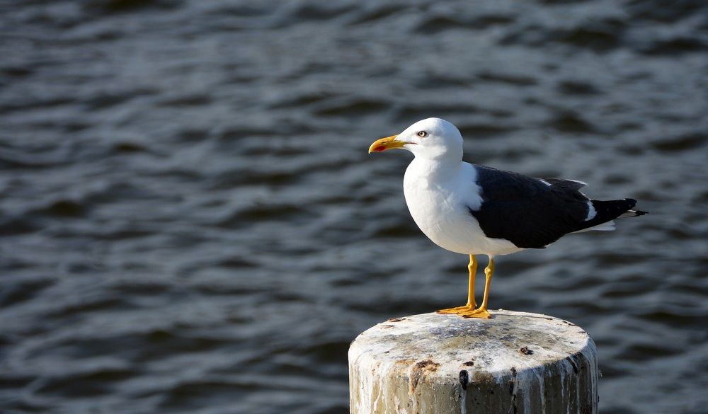 Photograph by Bocse Angela - Codrina