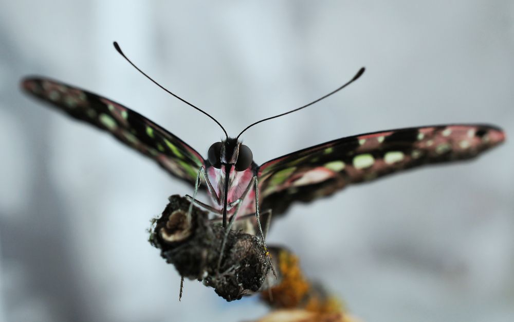 взгляд агамемнона:)