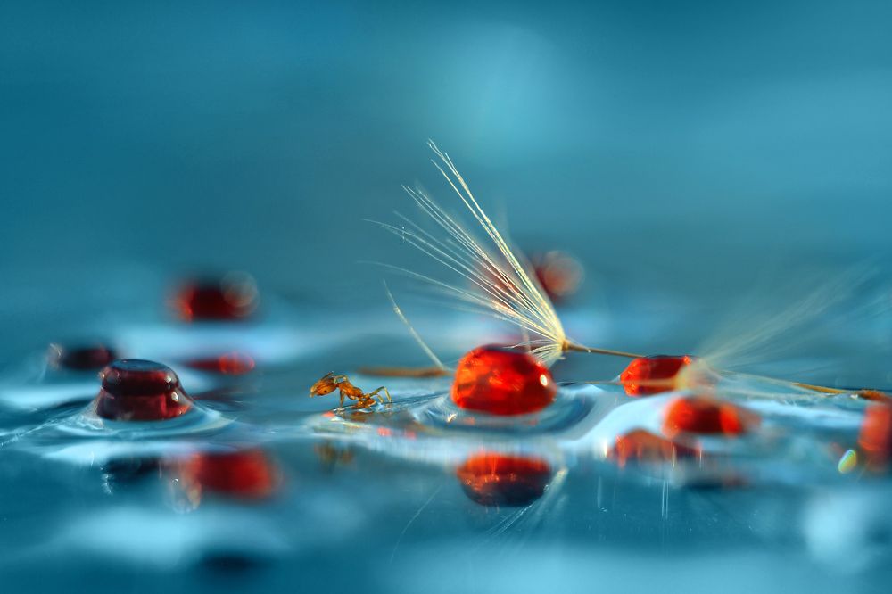 Купание муравья.