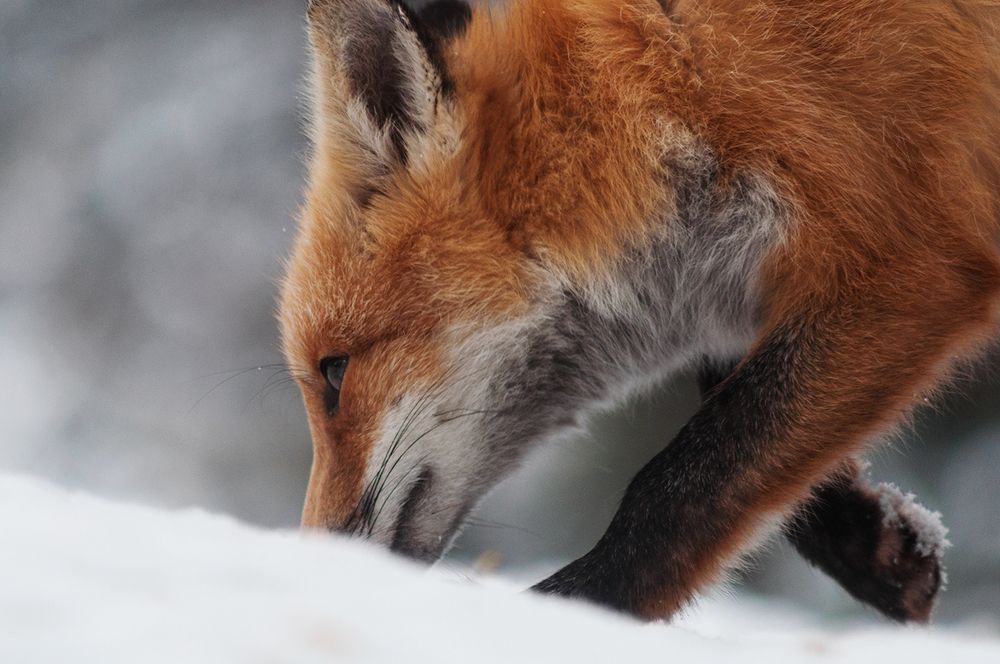 Столбовский лис