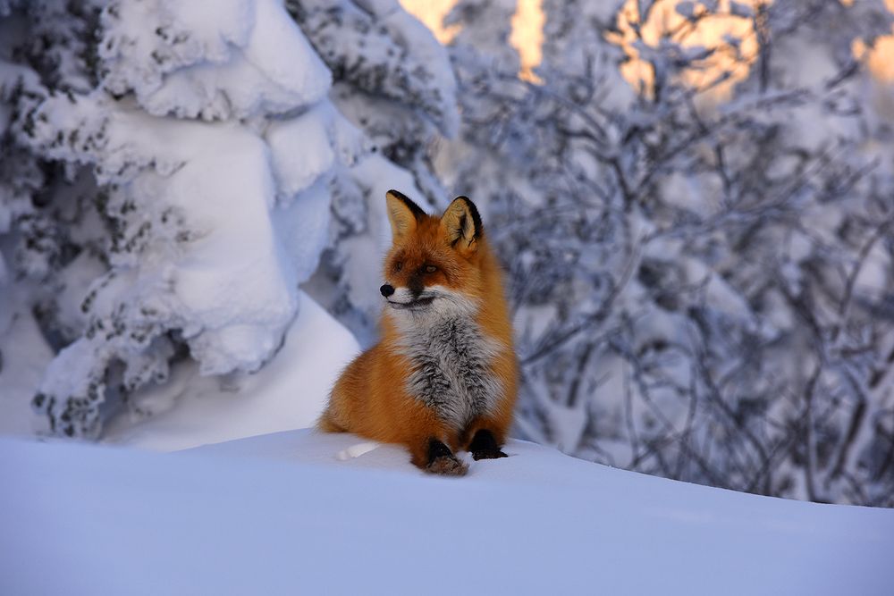 В ожидании восхода...