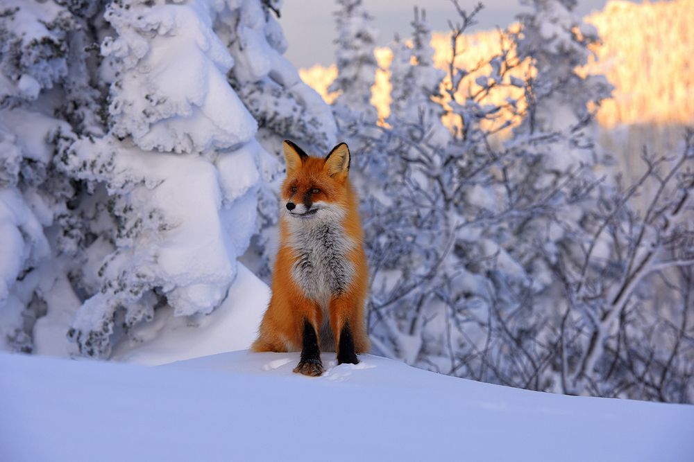 Рассветные встречи.