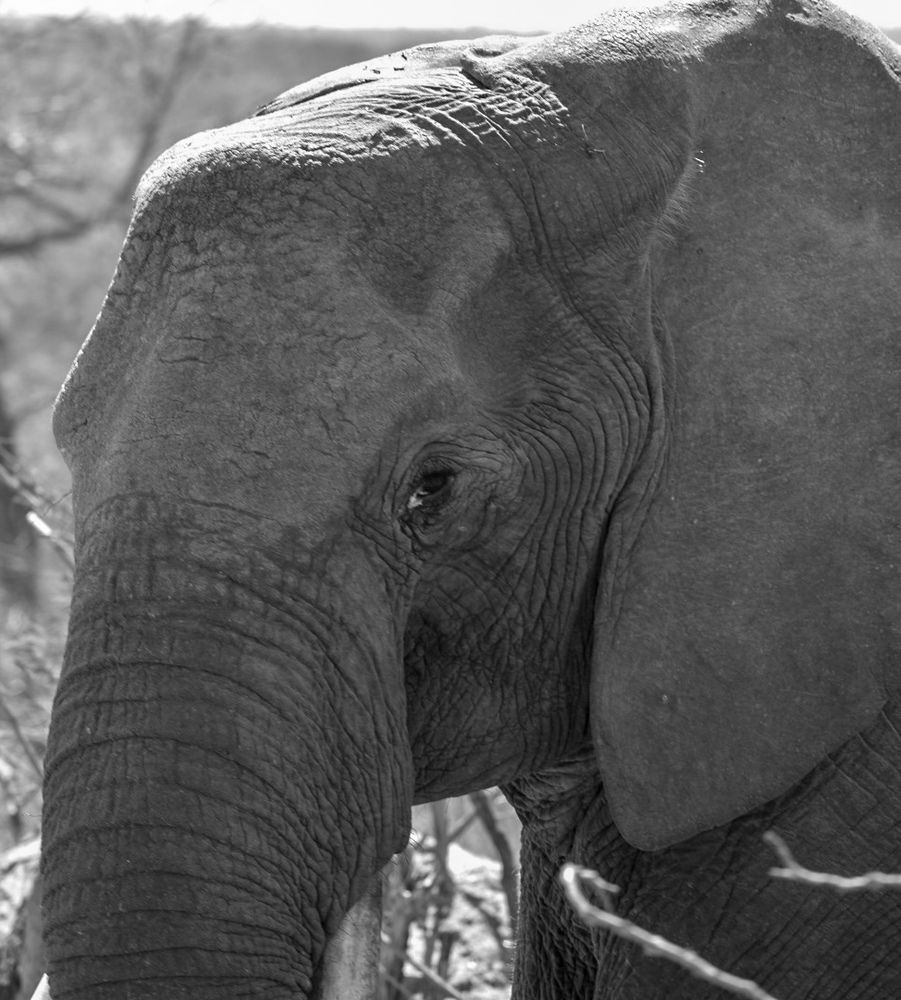 Wise Elephant Watching
