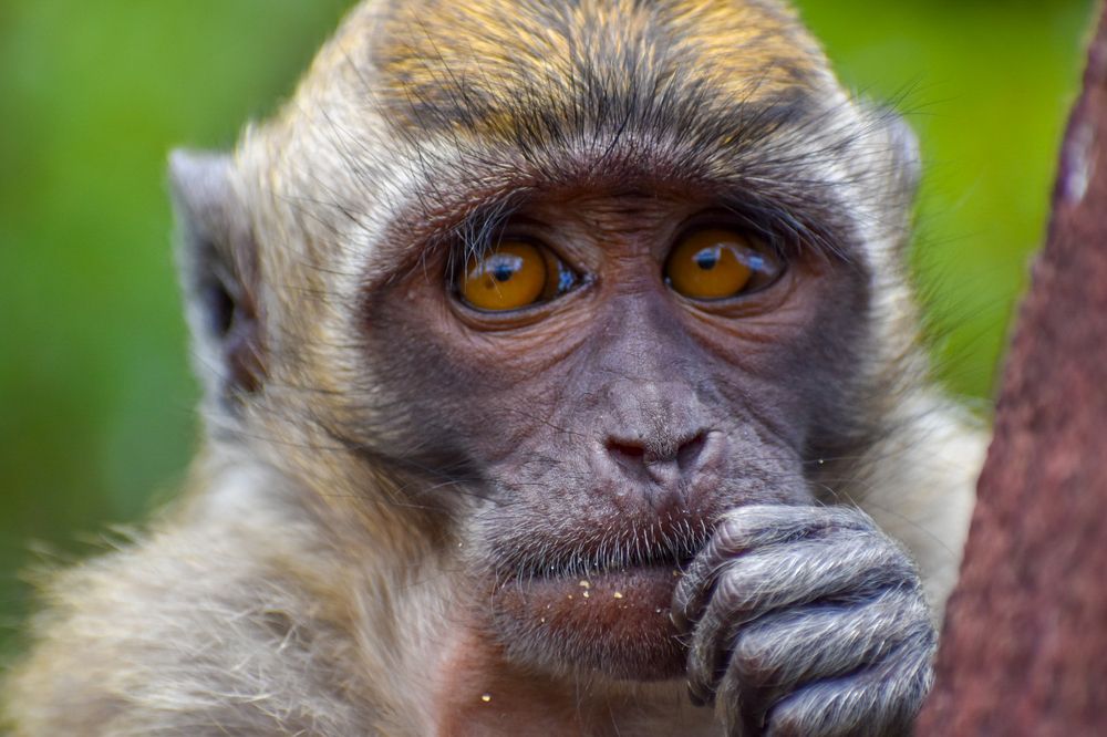 Pensive Monkey