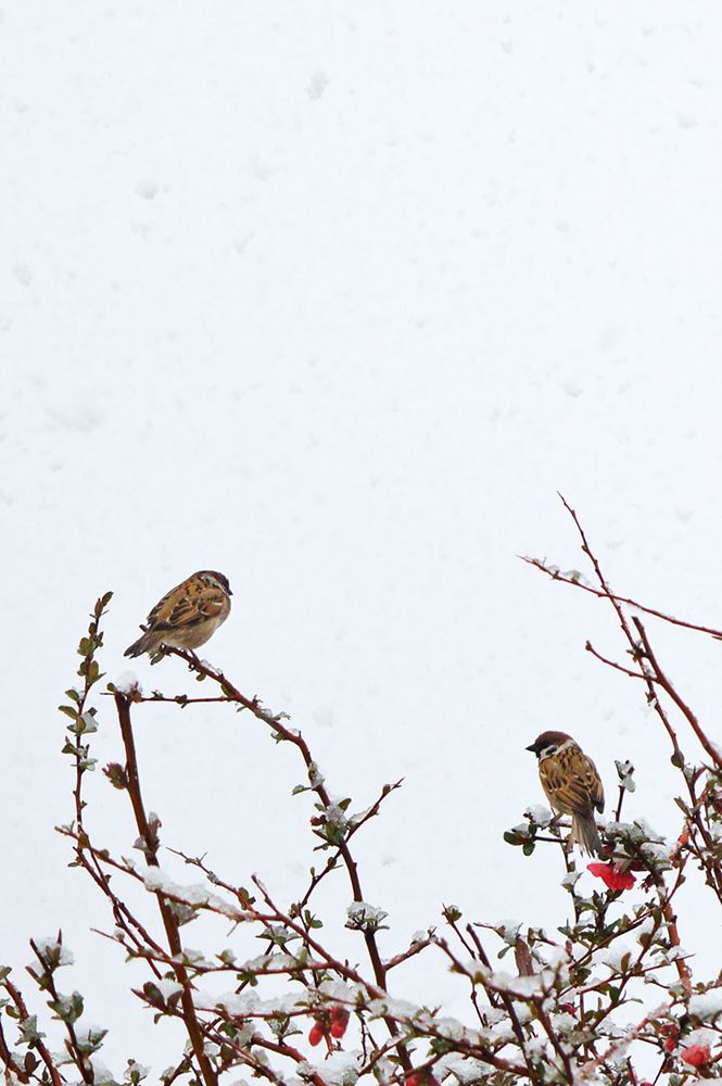 Birds