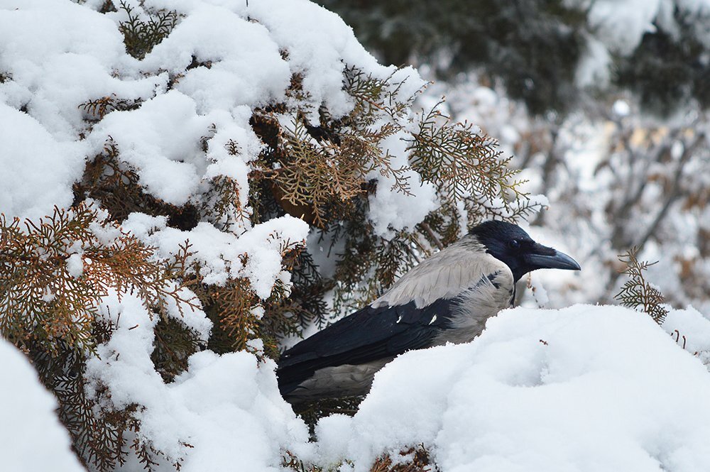 Crow