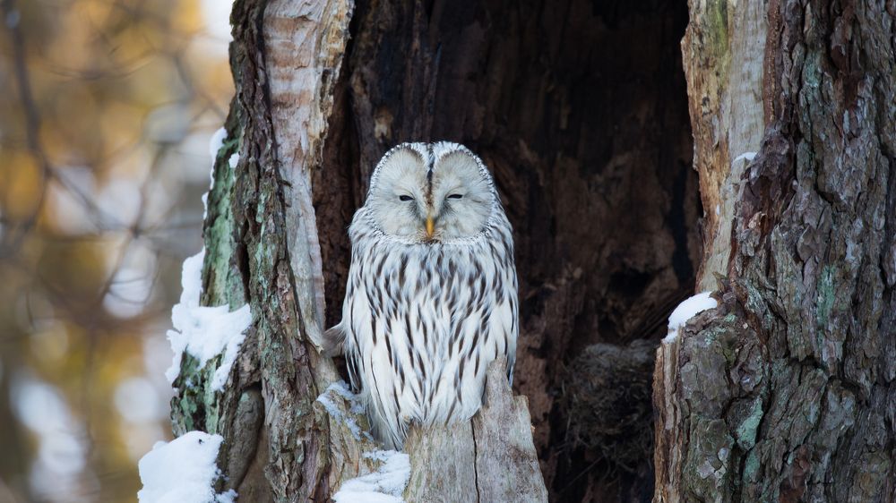 Длиннохвостая неясыть