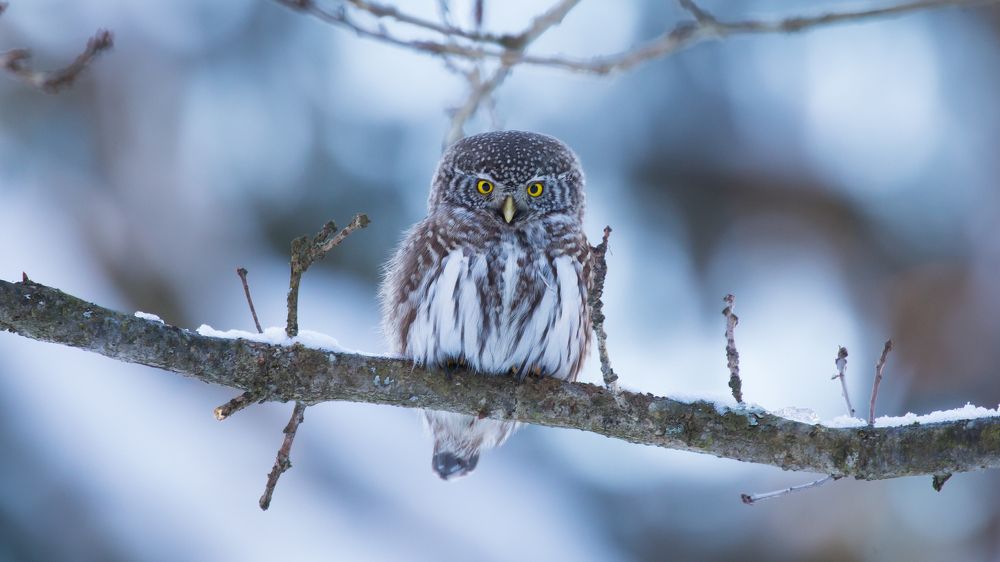 Воробьиный сычик