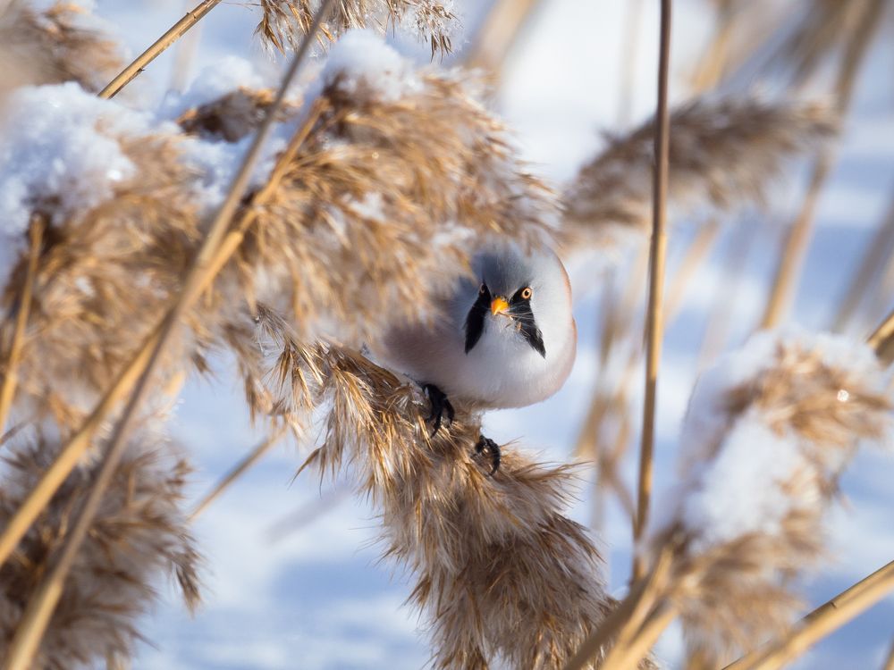 Усатая синица