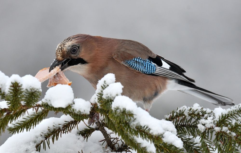 Хорошая закуска всегда пригодится.