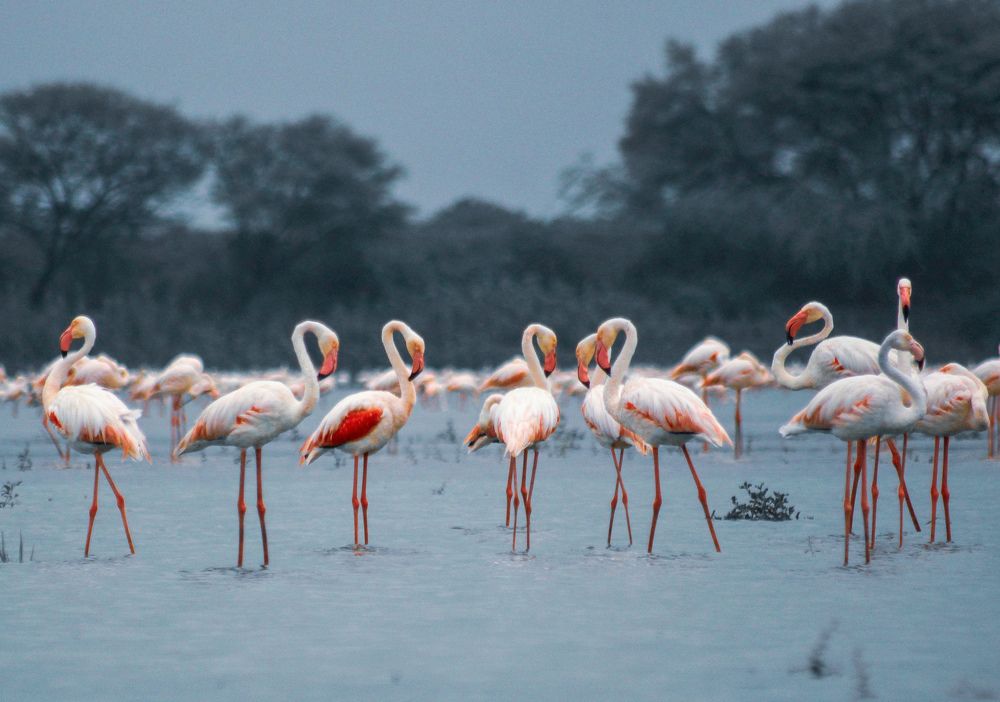 Greater flamingos