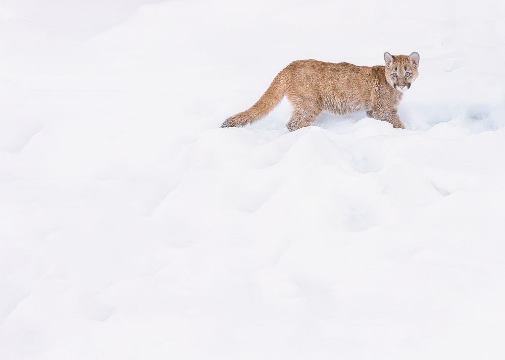 Малыш пума на прогулке