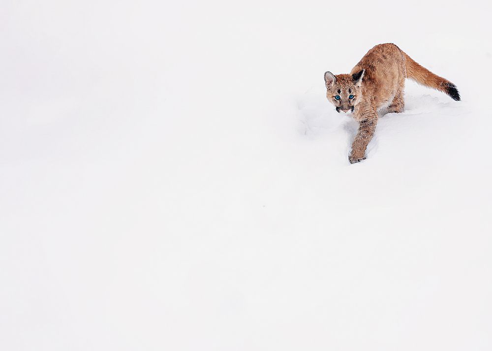 Малыш пума на прогулке