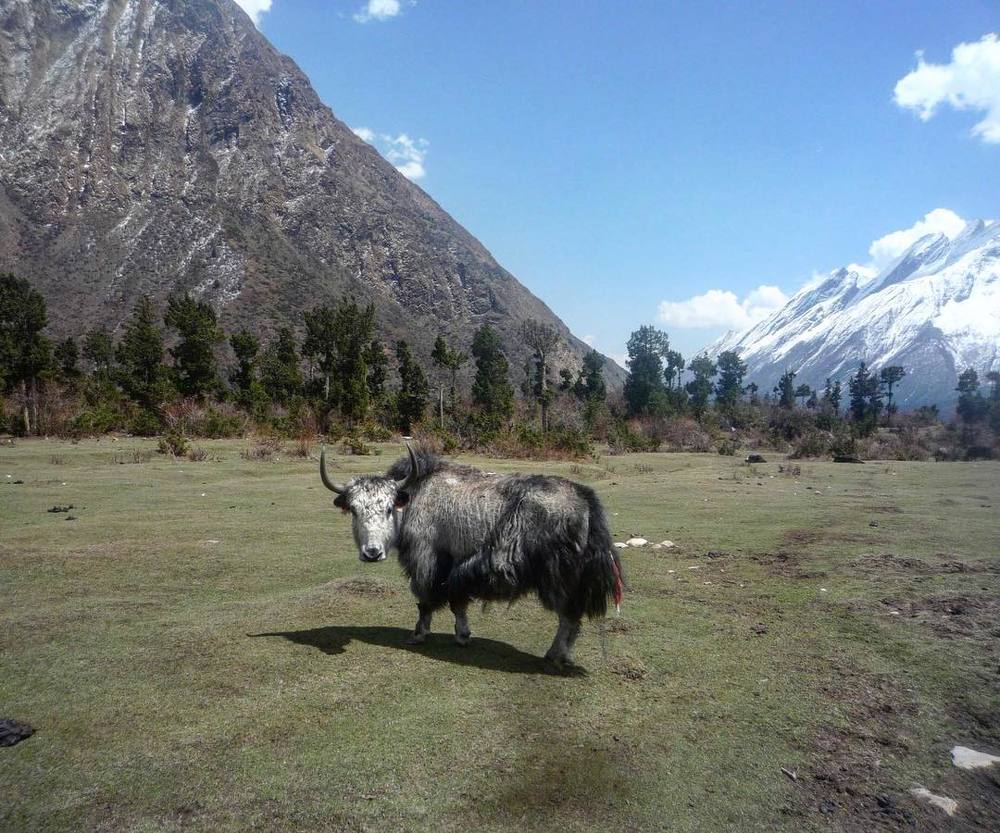 Yak