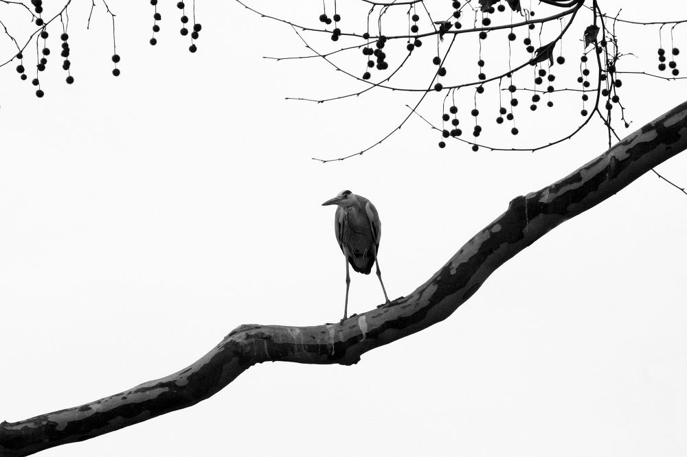 Птица с характером.