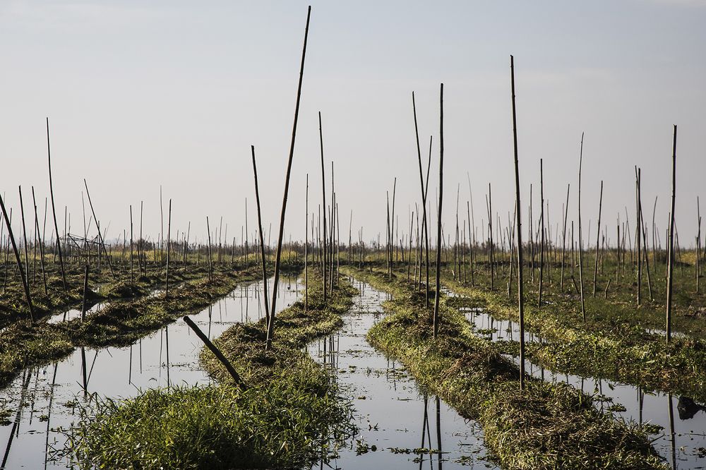 tomatoes floating garden