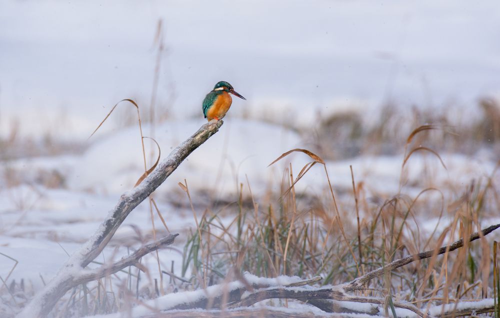 Любитель зимней рыбалки.