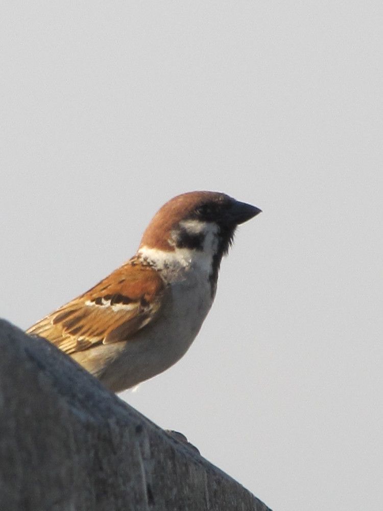 swallow