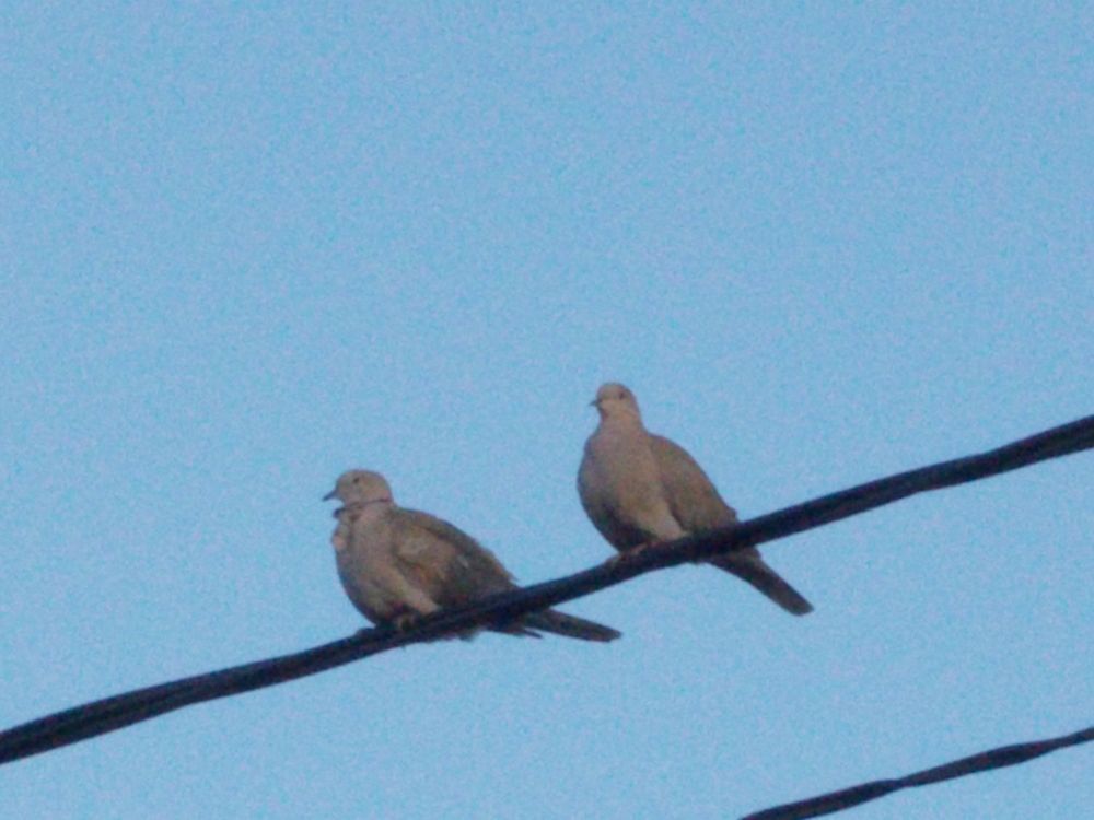 Prieteni pe viață!