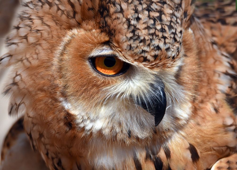 Closeup of Pharaoh Eagle Hawk