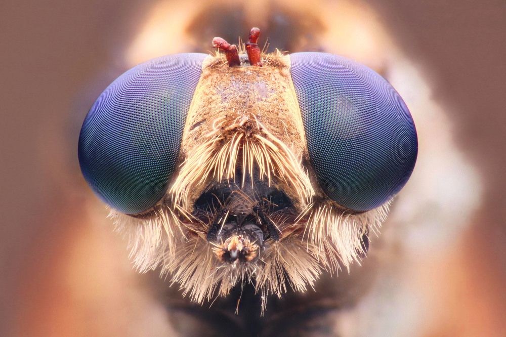 Photograph by Umar Naszan