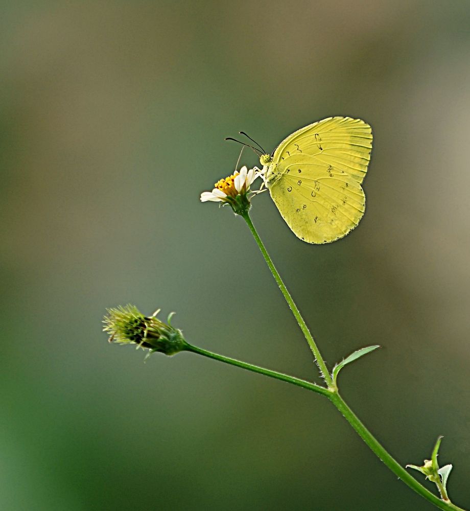 Yellow Butterfly